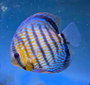 Discus Royal